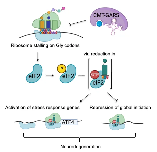 Mutant glycyl-tRNA synthase, causative of In Charcot–Marie–Tooth disease, leads to ribosome pausing on glycine codons