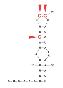 The key residues in SARS-CoV-2 SL1 required for viral evasion