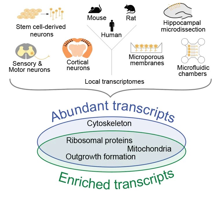 Conservation of local transcriptome across neuronal types