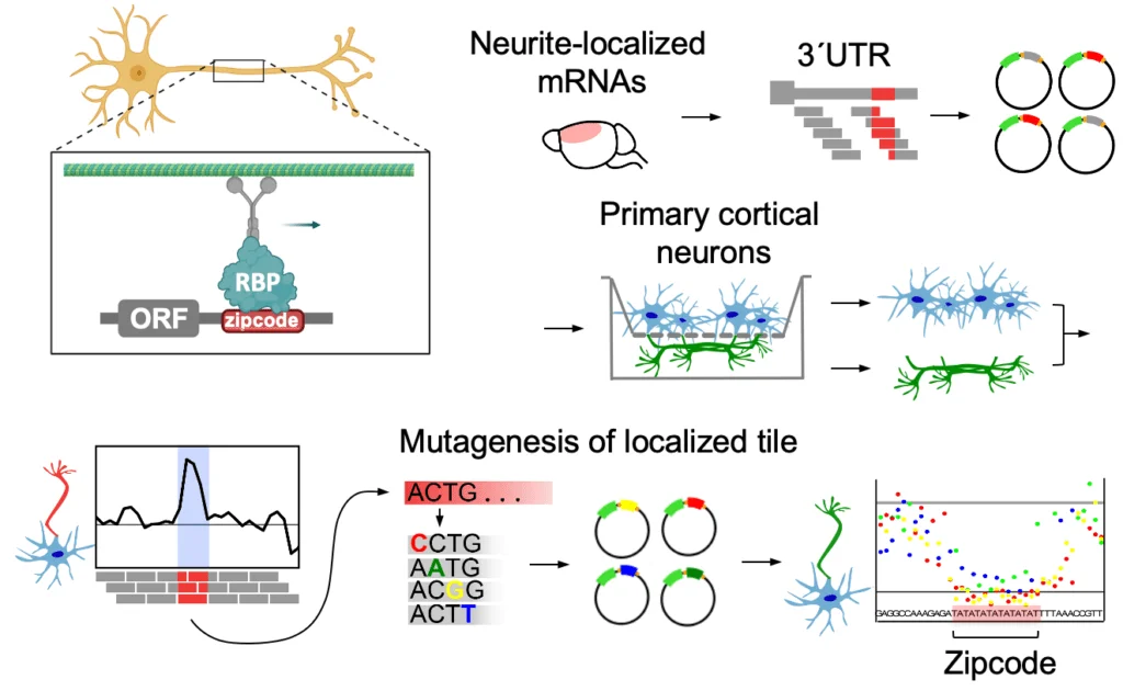 Neuronal zipcode identification protocol (N-zip)