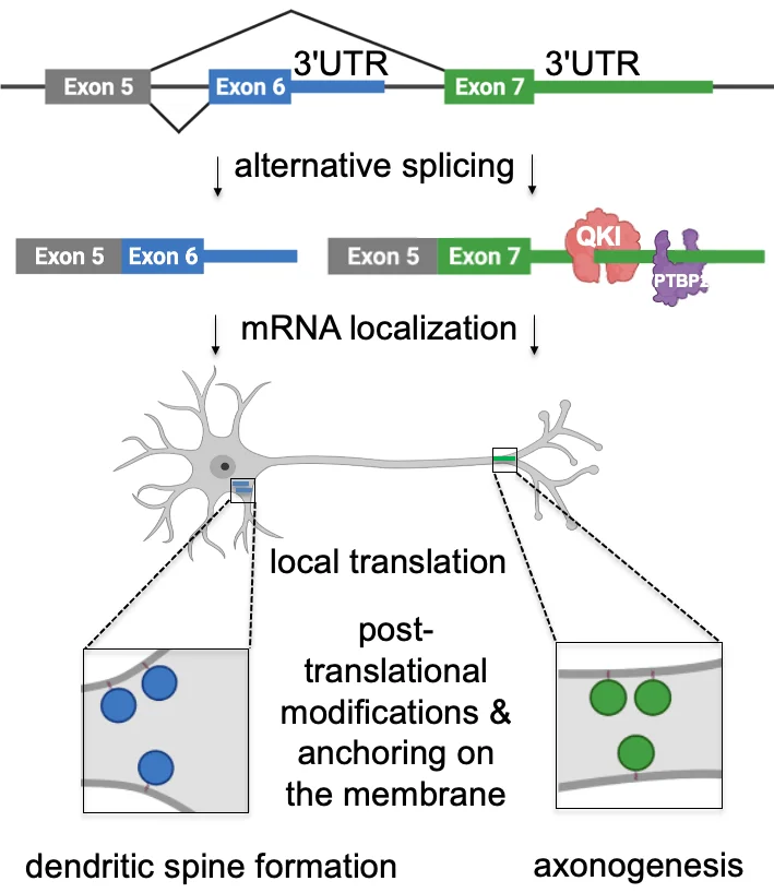 Alternative splicing results in differential localization of CDC42 isoforms