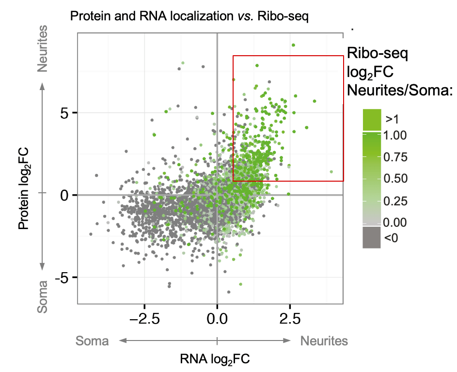 Protein and RNA localization vs Ribo-seq